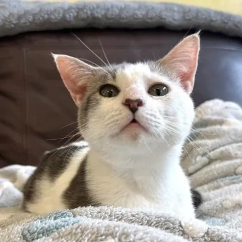 Dobby