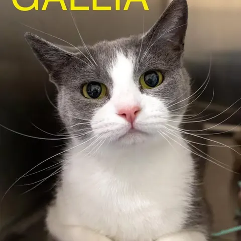 Gallia