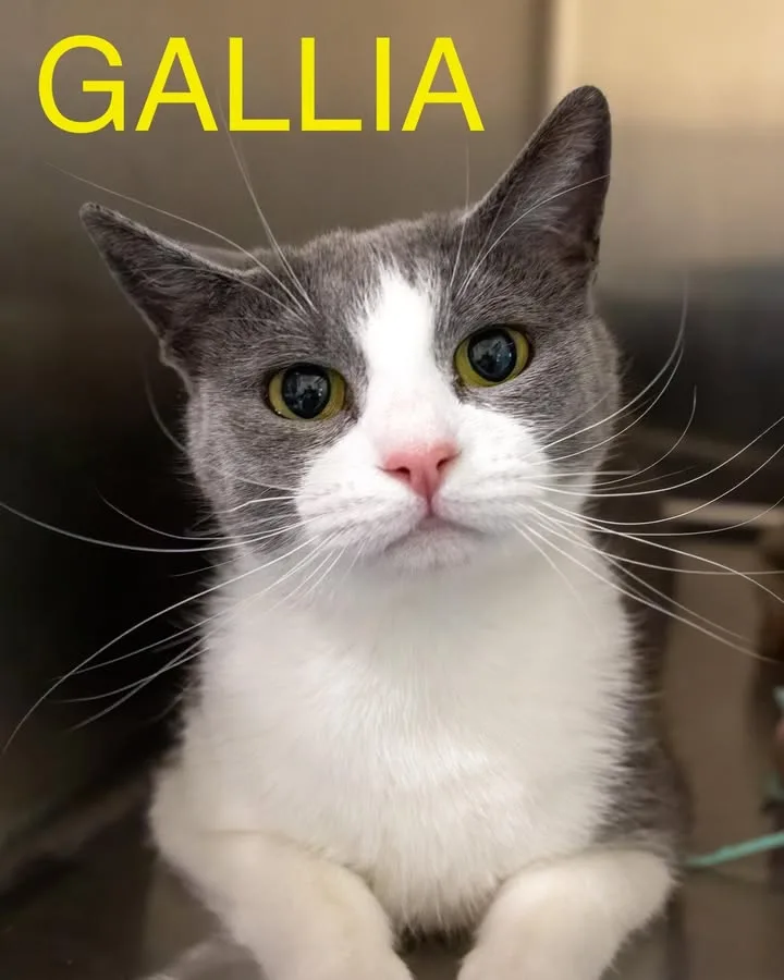 Gallia