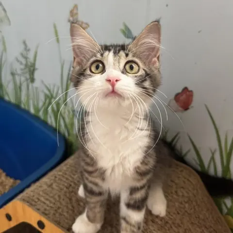Jasmine