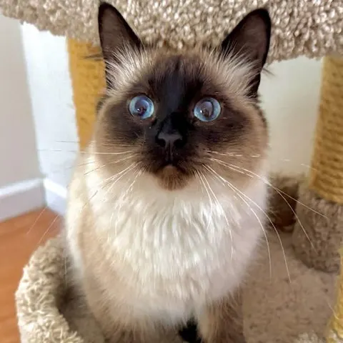 Maggie