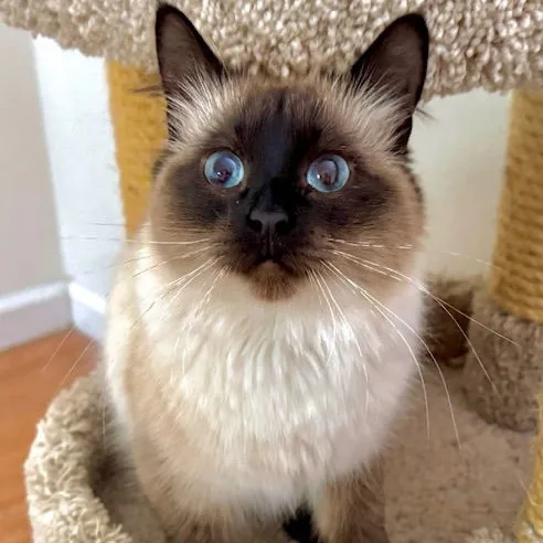 Maggie