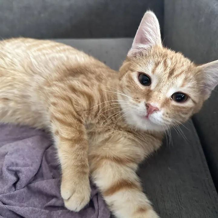 Walter